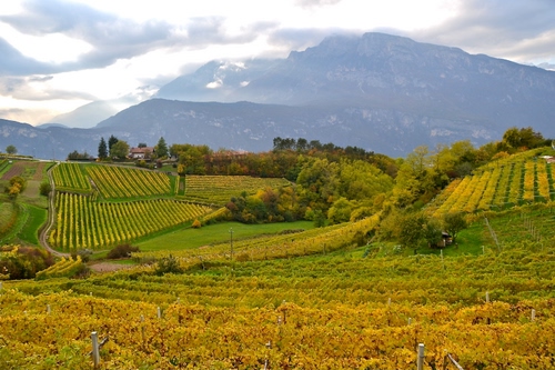 Immagine con verde, alberi, panorama, paesaggio, colline, nuvole, vigneti, cielo, montagna, montagne, campi, campagna, filari, vigna, coltivazioni, colori, autunno, case