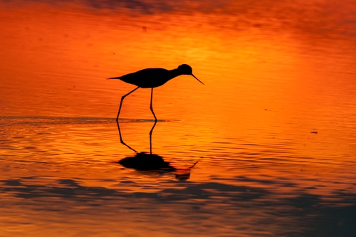 Immagine con uccello, tramonto, silhouette, arancione, rosso, riflesso, zampe, becco, controluce, arancio, sole, volatile