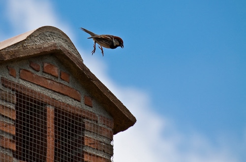 Immagine con uccello, abbaino, cielo, grata, finestra, tetto, mattoni, passero, volo, nuvole, animale