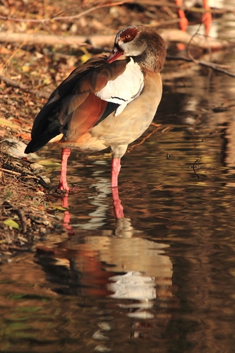 Immagine con acqua, zampe, uccello, riflesso, piume, becco, animale, ali, riflessi
