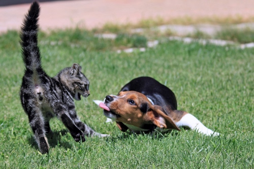 Immagine con cane, gatto, lingua, coda, erba, animali