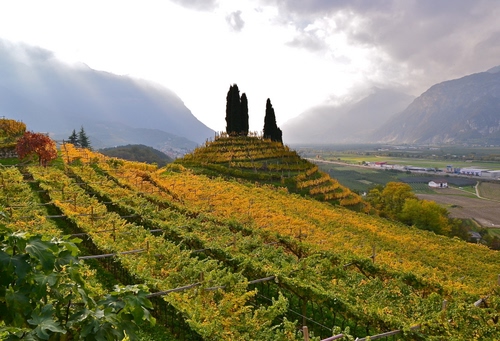 Immagine con alberi, nuvole, vigneto, collina, montagne, cipressi, verde, autunno, colline, panorama, vigne, cielo, viti, filari, montagna, valle, uva, foglie
