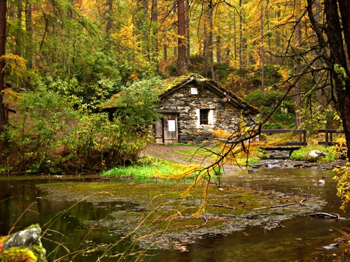 Immagine con casa, alberi, acqua, bosco, lago, stagno, verde, autunno, rami, piante