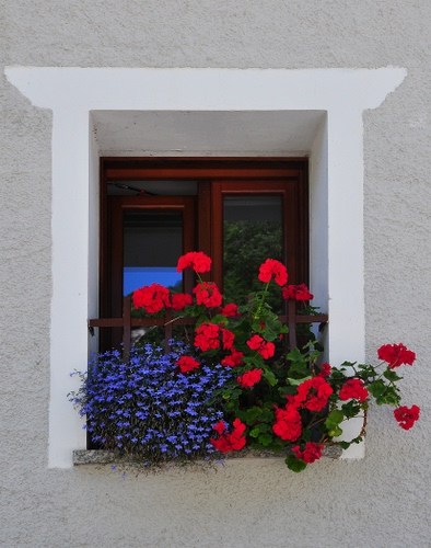 Immagine con finestra, fiori, rosso, viola, gerani, foglie, vetri, muro, grigio, davanzale, verde, blu, vetro, bianco, azzurro, geranio