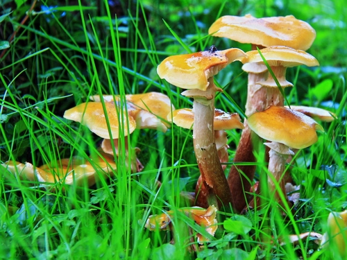 Immagine con funghi, erba, verde, prato, gambi, giallo, bosco, fili, natura