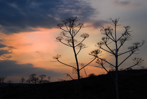 Immagine con tramonto, nuvole, cielo, piante, controluce, silhouette, arancione, rami, fiori