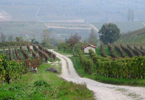 Immagine con alberi, strada, casa, filari, campagna, verde, foglie, colline, sterrata, foschia, vigna, vigne, erba, viti, collina, strade, albero, casetta, vigneti, vigneto, paesaggio, sentiero, nebbia
