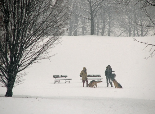 Immagine con panchine, neve, alberi, cani, inverno, bianco, persone, rami, due, parco, animali, freddo, spogli, lupo, bosco, foschia