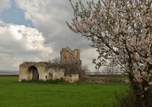 Immagine con albero, rudere, prato, verde, fiori, nuvole, ruderi, erba, primavera