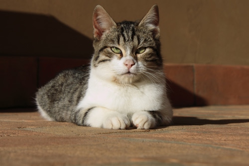 Immagine con gatto, occhi, zampe, felino, orecchie, grigio, bianco, muso, baffi, micio, animale