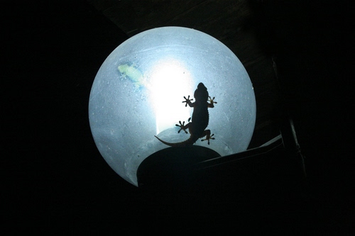 Immagine con lampione, sfera, luce, geco, rettile, controluce, notte, zampe, ramarro, nero, lucertola