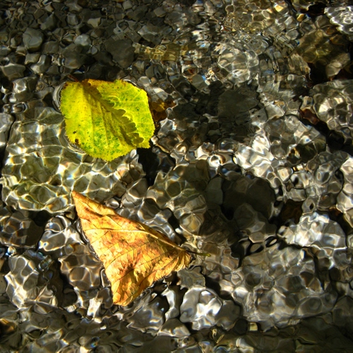 Immagine con acqua, foglie, sassi, trasparenza, due, giallo, trasparenze, autunno, riflessi