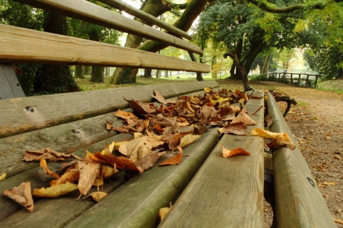 Immagine con foglie, panchina, autunno, alberi, parco, secche, marrone, legno