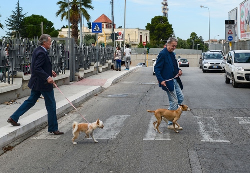 Immagine con cani, strisce, strada, alberi, automobili, due, guinzagli, uomini, persone, pedonali, macchine, auto, lampione, marciapiede, guinzaglio