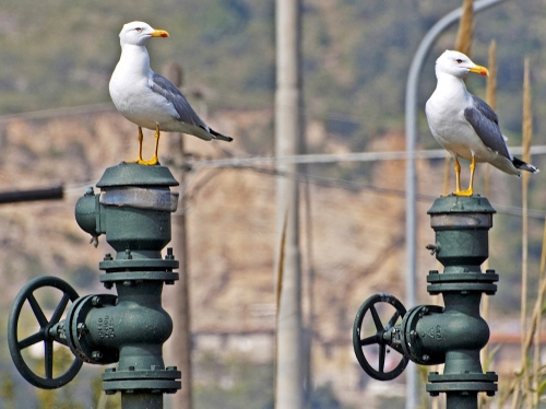Immagine con due, gabbiani, uccelli, animali, tubi, giallo, becco