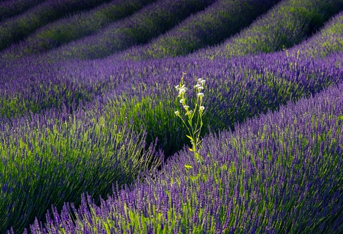Immagine con lavanda, viola, fiori, campo, verde, file, piante, filari