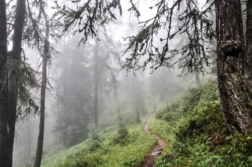 Immagine con alberi, bosco, sentiero, nebbia, verde, rami, foschia, erba