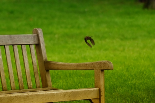 Immagine con verde, uccello, legno, panchina, prato, sedia, erba, volo