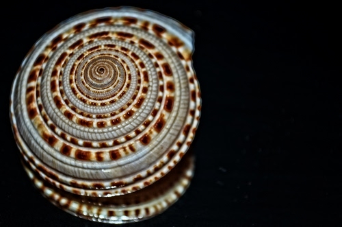 Immagine con conchiglia, spirale, riflesso, nero, marrone, chiocciola, specchio, bianco