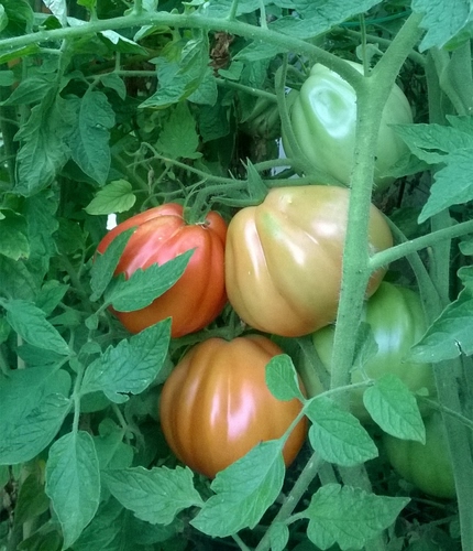 Immagine con foglie, pomodori, rosso, verde, piante, maturo, pianta, pomodoro, verdura, acerbi, rami, maturi, verdi, ortaggi, cuore, arancione, bue, acerbo