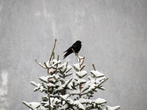 Immagine con neve, uccello, nero, albero, inverno, merlo, rami, bianco, abete, nevicata, animale, verde, pino, nevicare