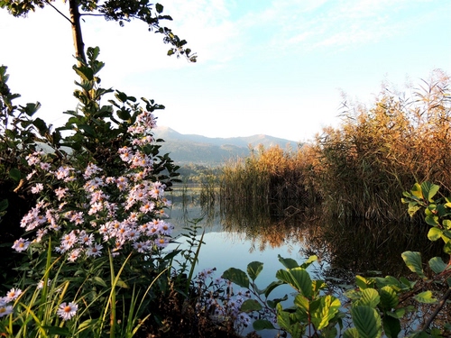 Immagine con fiori, acqua, foglie, lago, piante, fiume, margherite, verde, montagna, cielo
