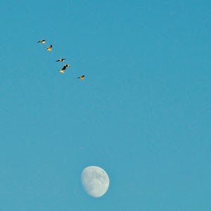 luna, cielo, uccelli, azzurro, volo, cinque
