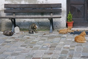 panchina, gatti, vaso, quattro, porta, pianta, legno, felini, animali
