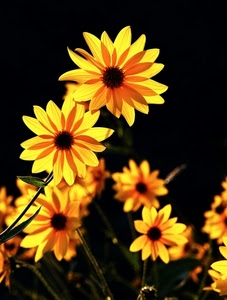 fiori, giallo, petali, nero, foglie, corolla, margherite, verde, controluce, arancione, gambi, stelo