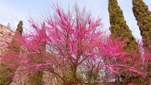 rosa, fiori, cipressi, rami, alberi, albero, primavera, verde